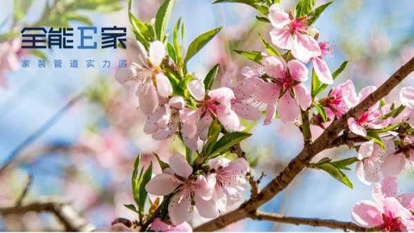 春分|春颂新生 万物复苏